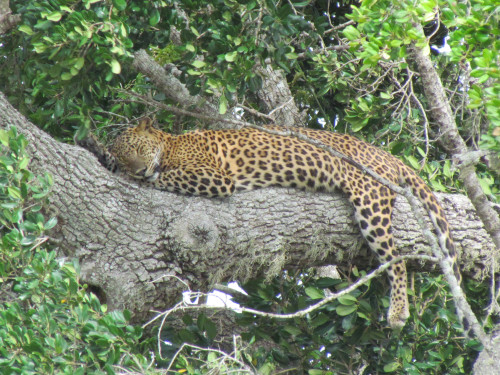 Leopard 4